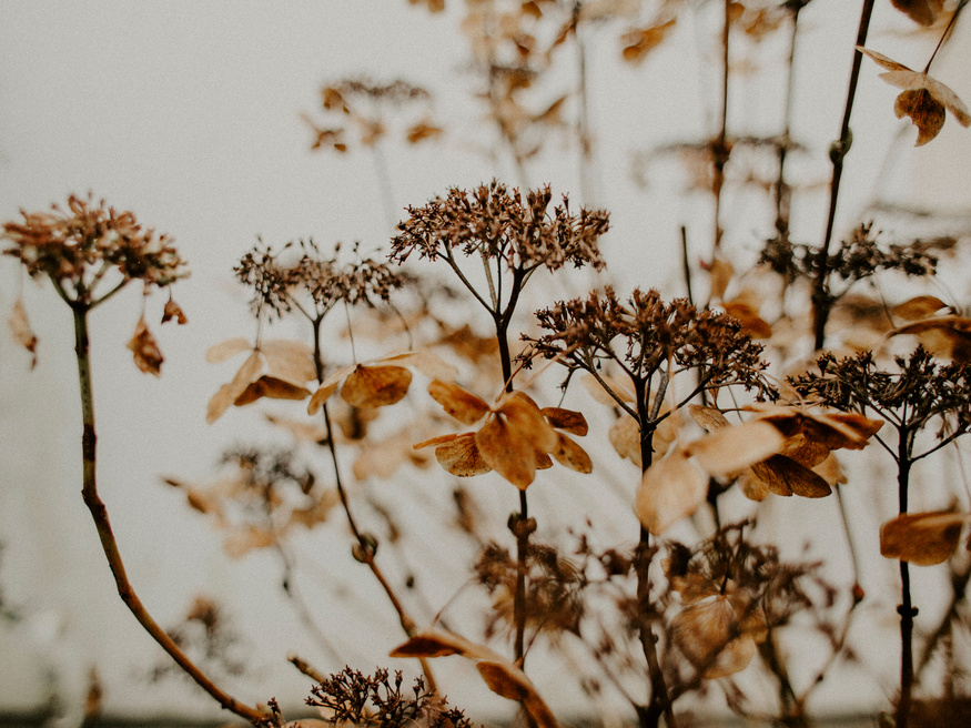 Brown Plant And Flowers